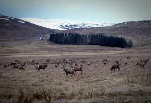 Red deer in a countryside setting — the inspiration for traditional antler crafts — David Thorne, photograph 49